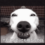 鸚儘